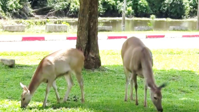 各地で野生動物が姿を見せるようになった