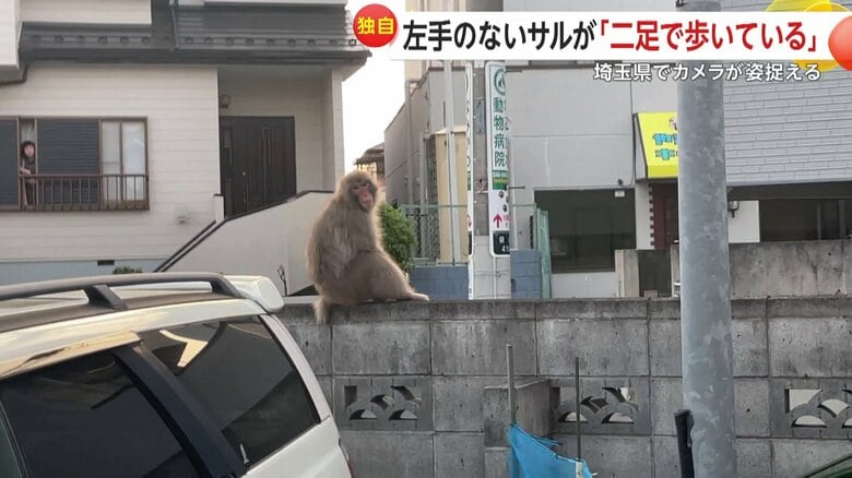取材陣が捉えた二足歩行のサル