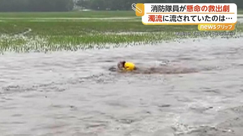 救助される小さなシカの赤ちゃん