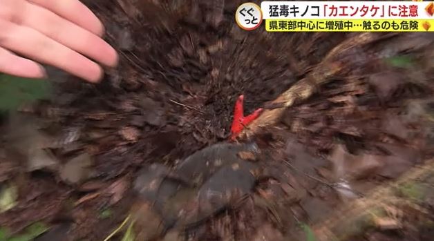 別荘の庭で見つけたカエンタケ