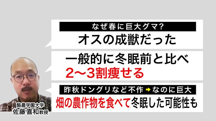 巨大グマがなぜ春に？