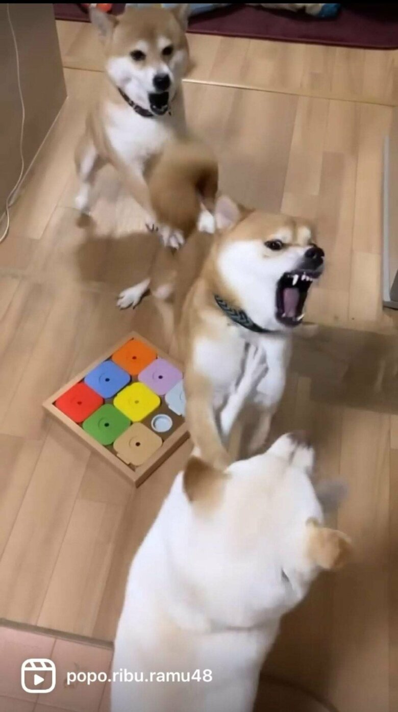 提供：柴犬ポポ(7)リブ(4)ラム(4)さん