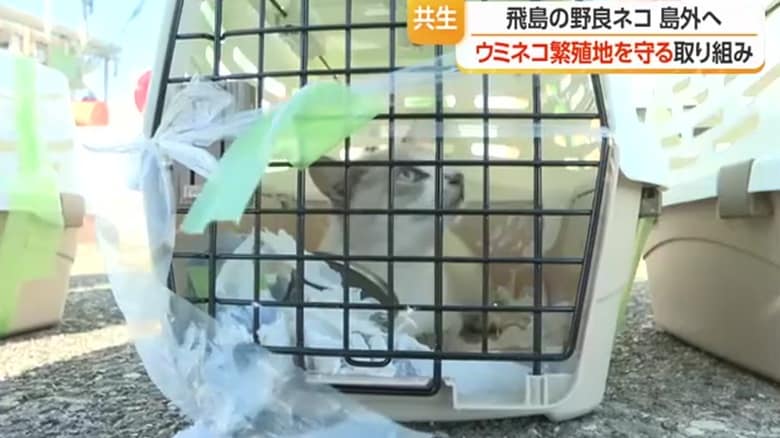 捕獲され移送されたケージに入った飛島ネコ