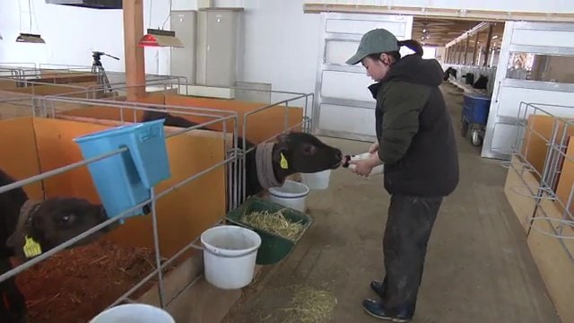 子牛の体調を確認しながらミルクを与える