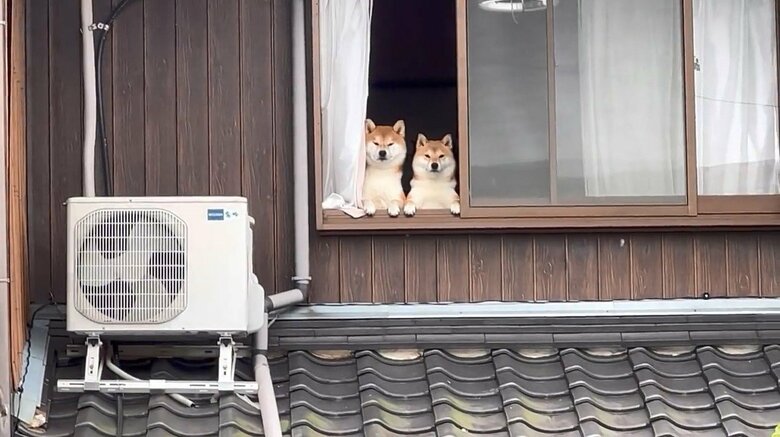 左：こむぎくん　右：わらびちゃん（提供：@Shibamugi28）