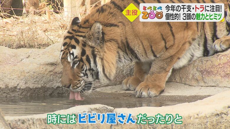 心配性？の弟「オウガ」