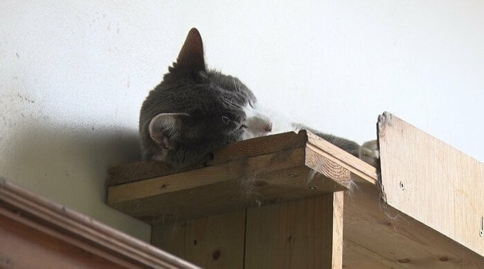 筆者の取材中も猫は天井そばで眠り続けた