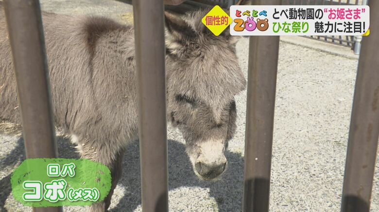 現在29歳のロバの「コボ」