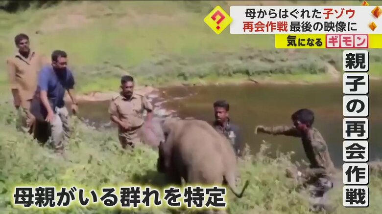 親子の再会作戦のためゾウを連れて歩く監視員たち