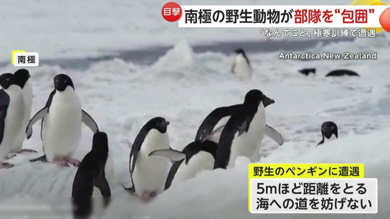 海へ移動しているペンギンの群れ（Antarctica New Zealand）
