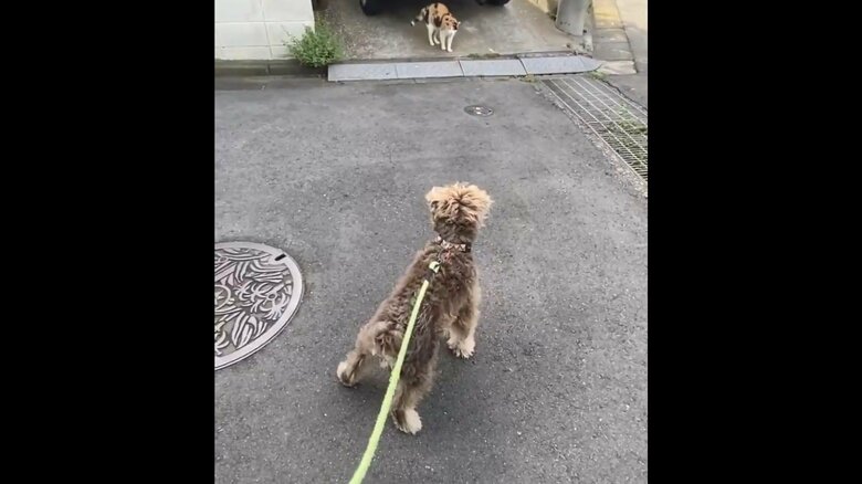 散歩中、猫に興味を示した兄犬くん