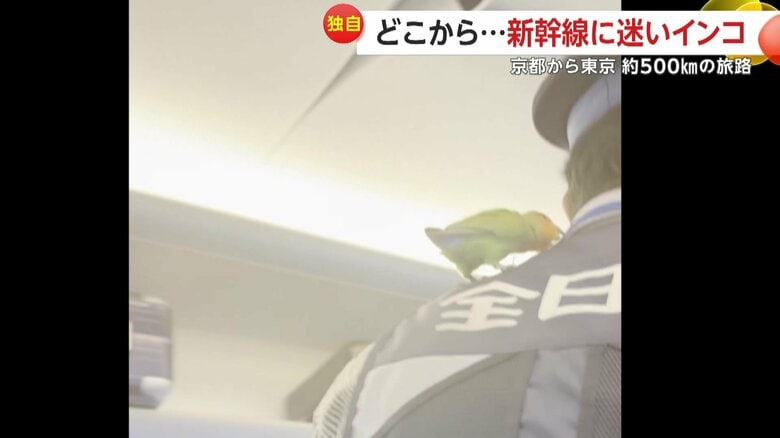 飼い主を探す警備員の肩にはインコ（映像提供：アスガールさん）
