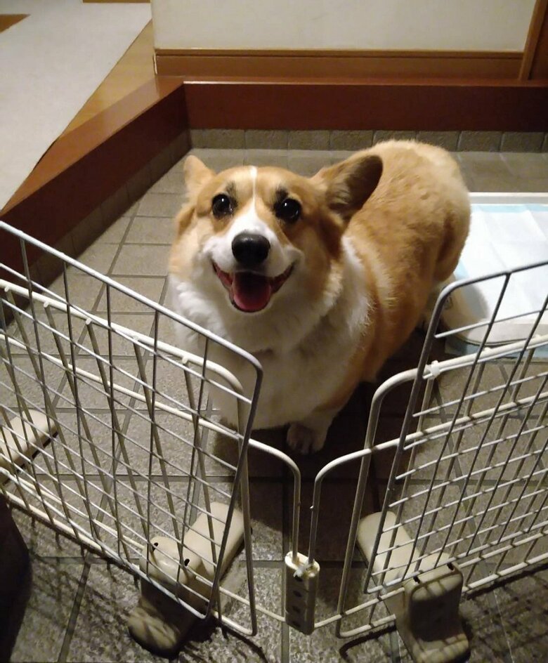 帰宅した時の光景　かわいい笑顔がお出迎え