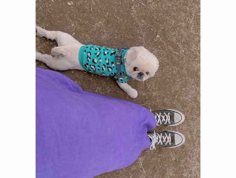 ある時は飼い主の隣で…（提供：てんてんの毎日さん）