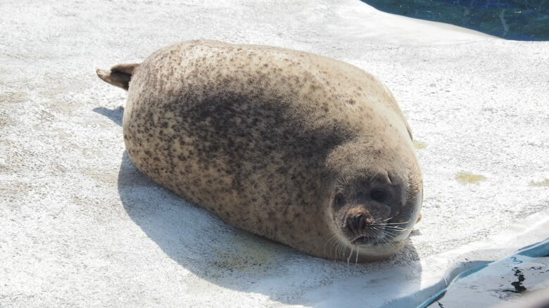 何か見ているのだろうか（提供：名古屋市東山動植物園）