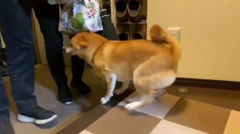 喜びを体全体で表すゆきちゃん