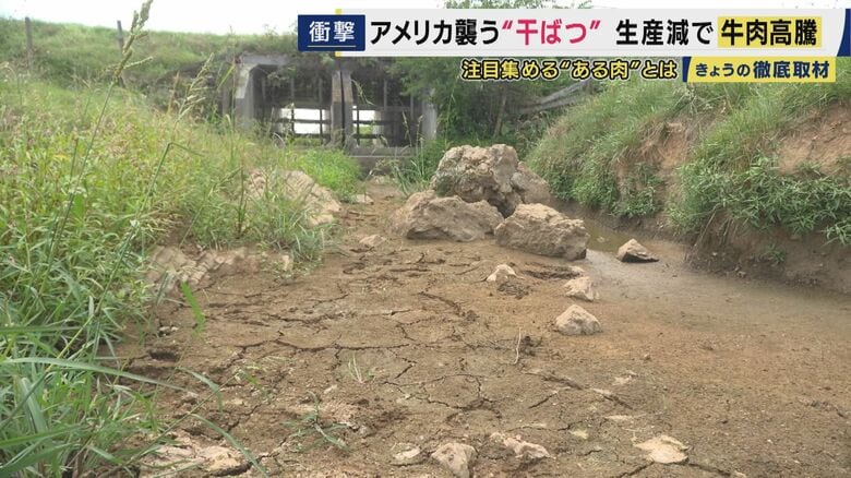 牛たちが喉を潤した川も完全に干上がり地面がむき出し