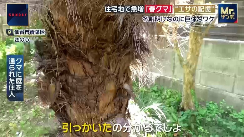 クマにひっかかれた庭の木