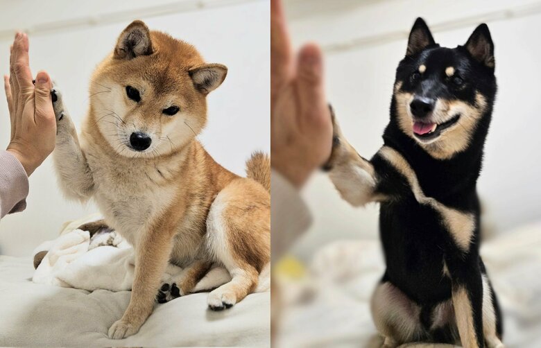 左：あずきちゃん　右：くろまめくん（提供：kuroazu_beansさん）