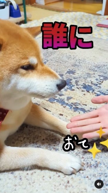 提供：柴犬スティーブch【コーギーと猫を添えて】さん