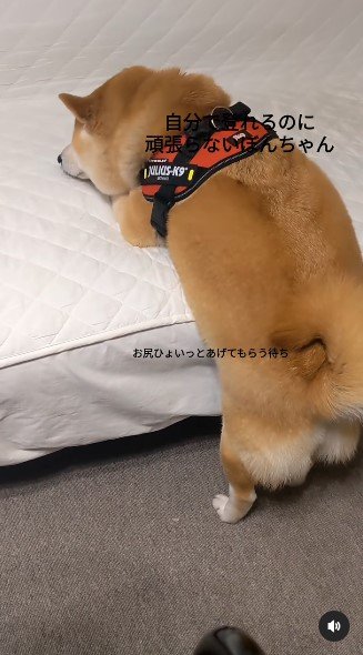 提供：natsumi.nnnさん