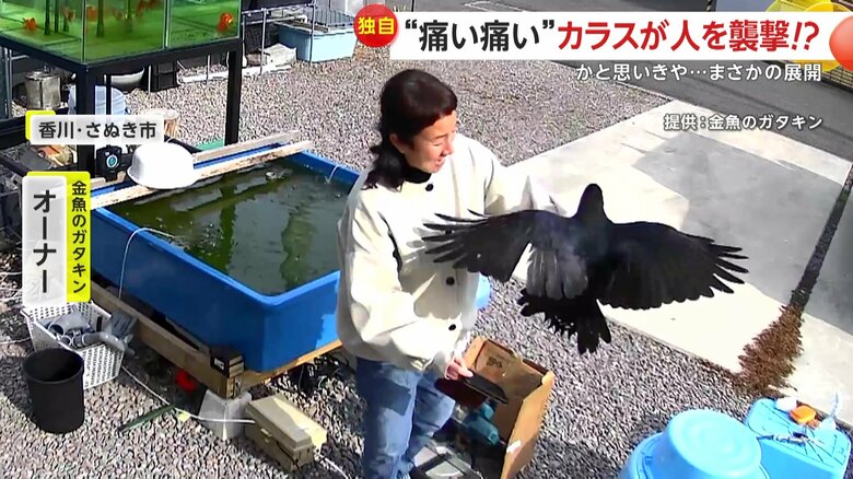 行儀がよく“コミュ力”が高めのカラス