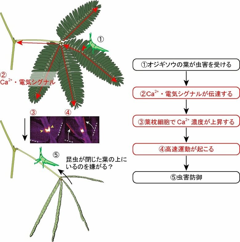 オジギソウの虫害防御高速運動モデル（画像提供：埼玉大学　豊田正嗣教授）