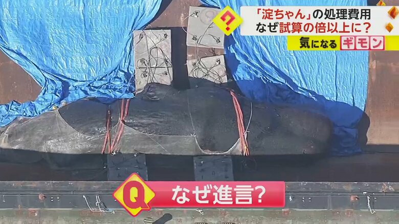 淀川河口から引き揚げられた「淀ちゃん」の死骸