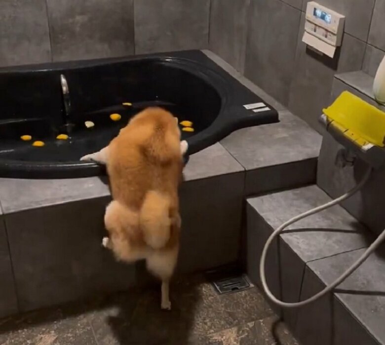 懸命に浴槽内に入ろうとするが、後ろ足が届かない