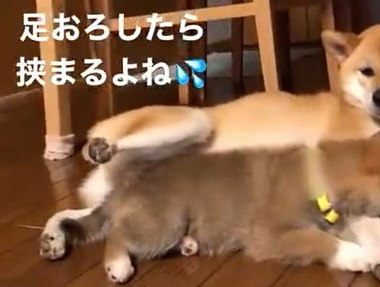実はわさびくんの両足の間に、もずくくんの体が