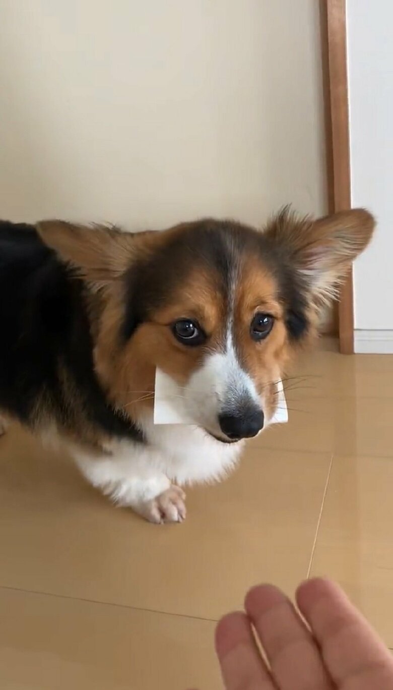 トイレットペーパーの芯を泥棒したルークくん