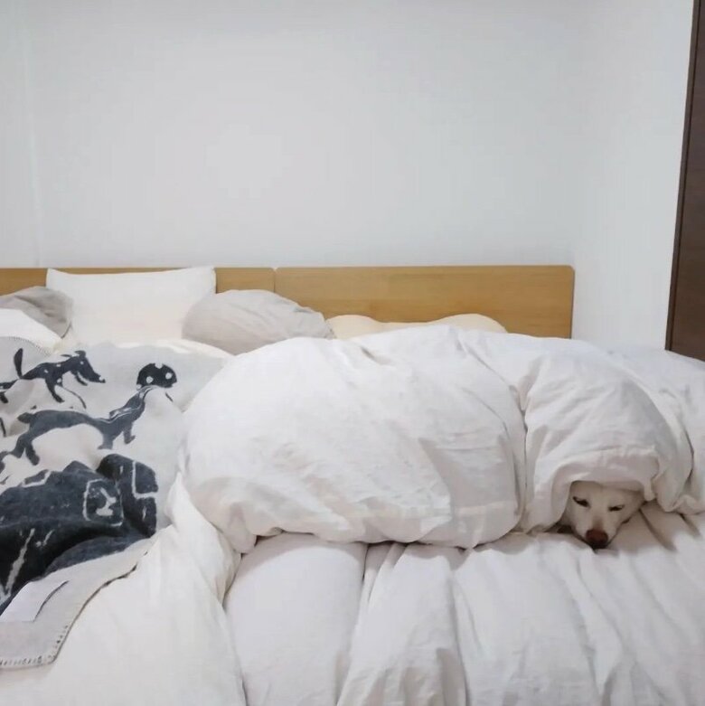 提供： kinako_kinakoさん