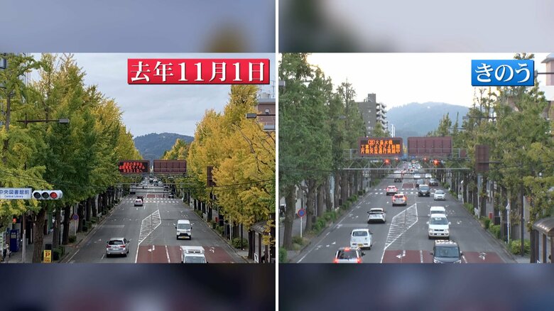 去年と今年のイチョウ並木を比較