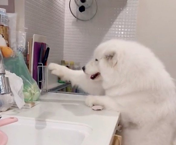 提供：ibukimama38さん