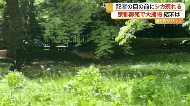 捕獲用の網を飛び越えて逃げるシカ