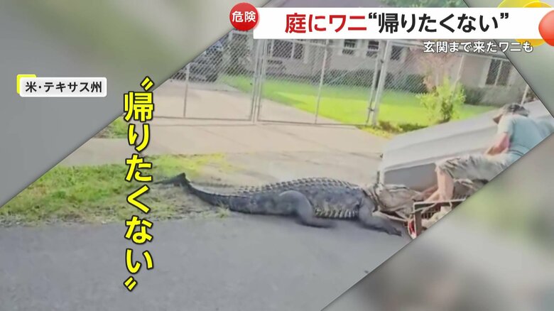 庭先に居座った2m以上あるとみられるワニ