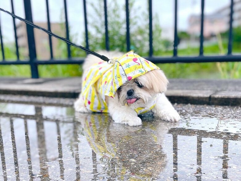 リードを引っ張っても…