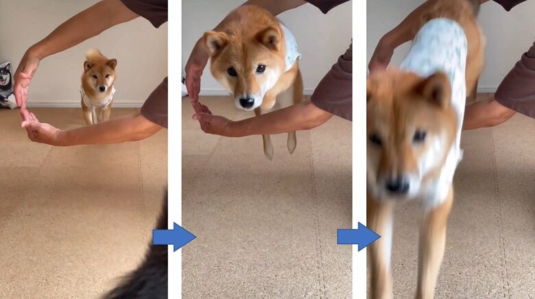 腕輪くぐり　りなちゃん