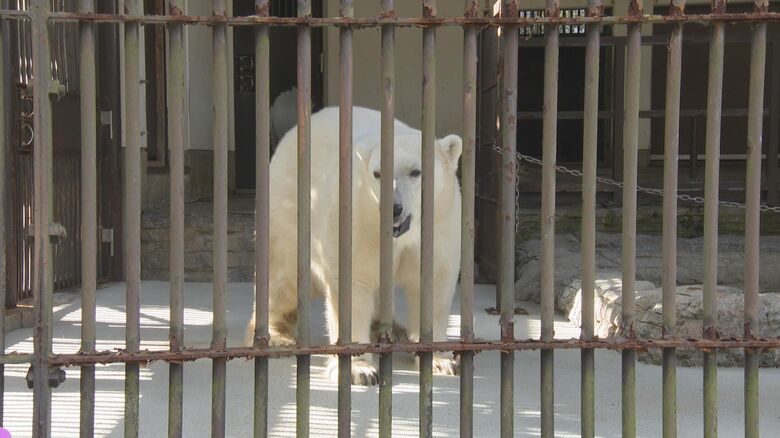 高齢期に入っても元気な姿のピース