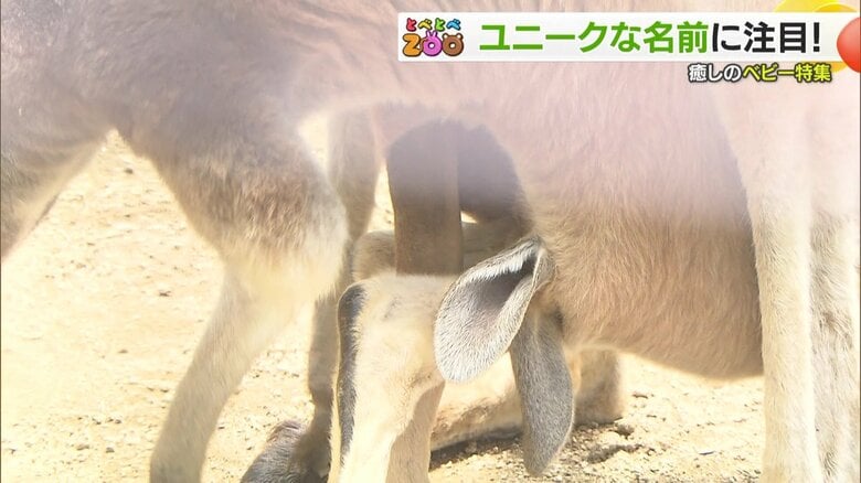 袋の中にいるフウミくん