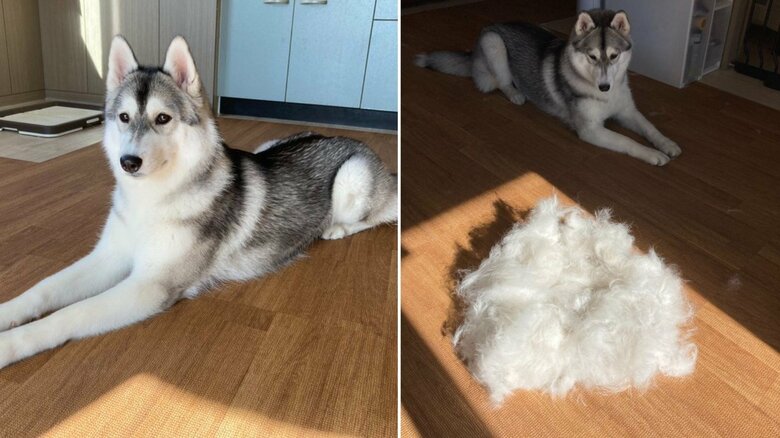 換毛期は抜け毛がすごいという