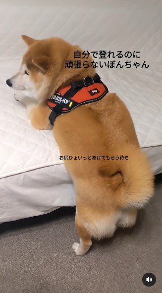 提供：natsumi.nnnさん