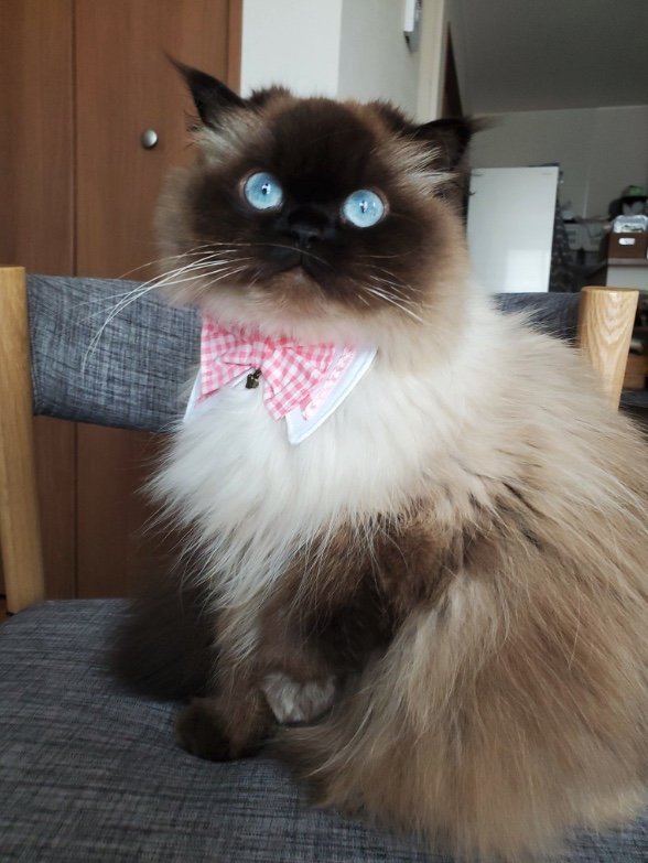 提供：ねぎまるさん