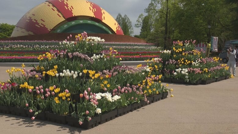 新たに登場したチューリップピラミッド