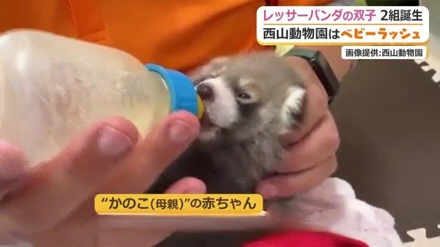 1匹は人工哺育に