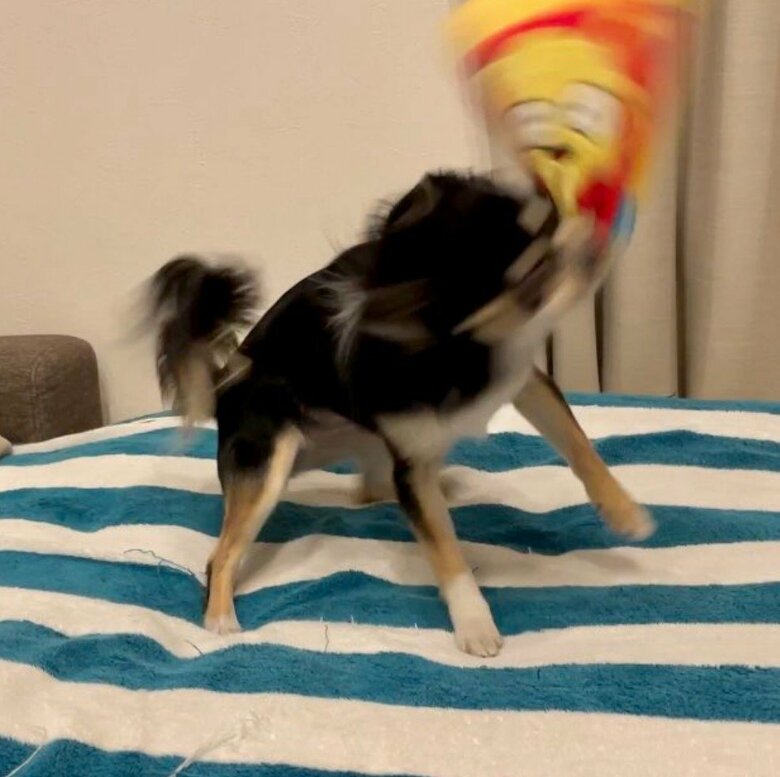 提供：チワワのごまじろーさん