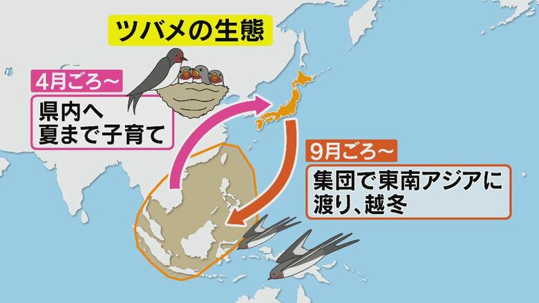 ツバメの生態