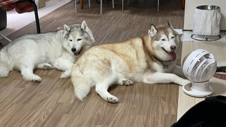 サーキュレーター前にハスキー犬の列ができている（提供：ハマジさん）