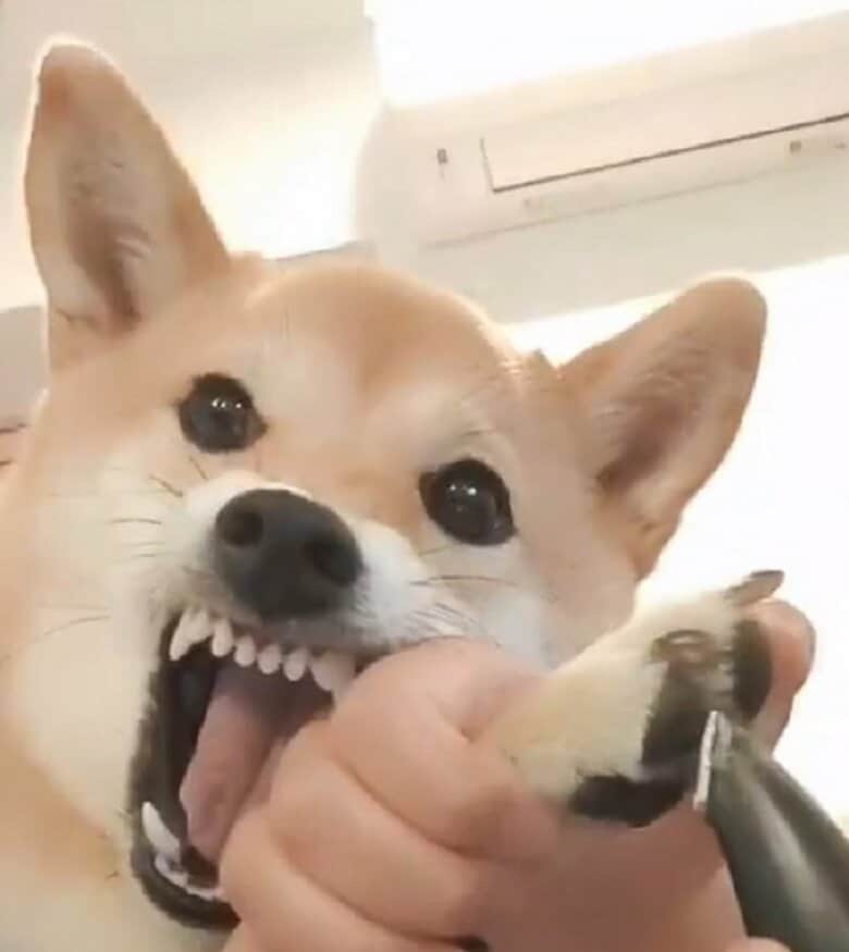 大きく口を開けてムキっと歯を見せている