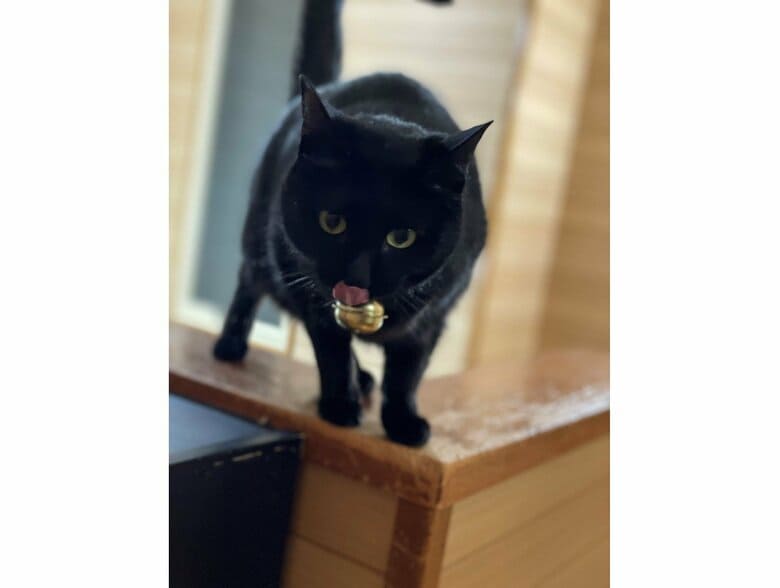 クロちゃん（提供：マクーさん）